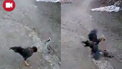 Horoza Kafa Tutan Keklik