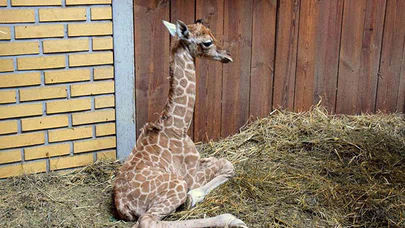 Yavru Zürafanın Ayağa Kalkma Mücadelesi