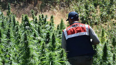 Diyarbakır'da 14 günde 3 ton esrar ve 28 milyon kök Hint keneviri ele geçirildi