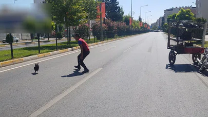 Yolun Ortasına Düşen Tavuğu Yakalamak İçin...