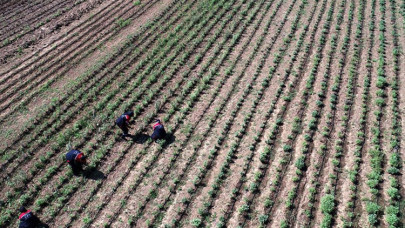 Kadınlar 121 dönüm araziyi aromatik bitkilerle tarıma kazandırdı