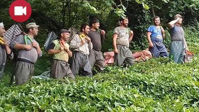 Çay Toplamayı Eğlenceye Dönüştürdüler