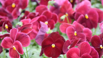 Kış Çiçekleri 'Termal Su' İle Yetişiyor