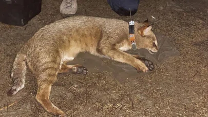 GPS takılan saz kedisi 'Latmus'un yaşayacak yer aradığı belirlendi