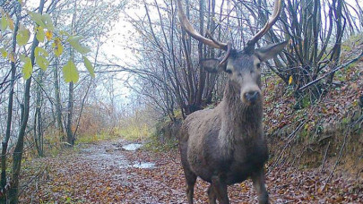 Ormanya'da yaban hayatı fotokapanlara yansıdı