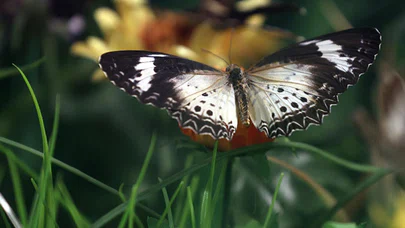 Kelebek bahçesinin narin sakinleri, mevsim meyveleriyle besleniyor