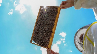 Bal ormanları kurulduğu yörede üretimi artırdı, halka gelir oldu