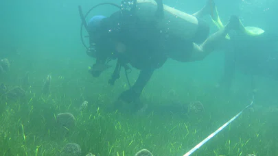 "Akdeniz ve Ege'de deniz canlısı 'pina'ları yok eden parazit tehdidi"