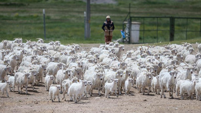 Tiftiğiyle meşhur Ankara keçisinin genini koruyup gelecek nesillere aktarıyorlar