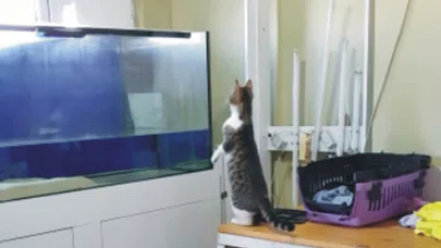 Müzeyyen Sinek Yakalamak İsterse...