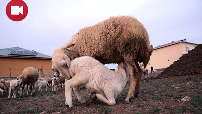 Koyun Ve Kuzuların Buluşma Anı Güzel Görüntüler Oluşturdu
