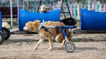 Engelli köpekleri varillerden yaptığı 'tren'le gezdiriyor
