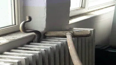 Okulda Şok: Kalorifer Peteğinden Yılan Çıktı