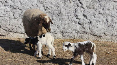 Annelerine kavuşan kuzular yaşama tutundu