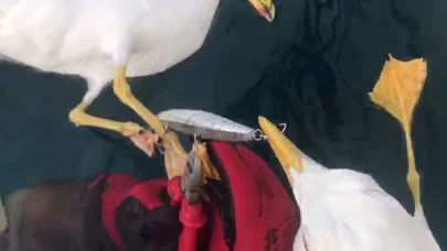 Oltaya Takılıp Ölümle Pençeleşen 2 Martıyı Dalgıçlar Kurtardı