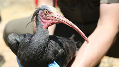 Nesli tükenme tehlikesi altındaki kelaynak ailesine 39 yavru katıldı