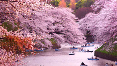 Japonya'da 'kiraz çiçeği' zamanı