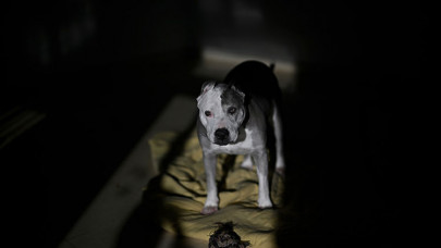 İspanya'da yüz binlercesi terk ediliyor ama sokakta sahipsiz köpek yok