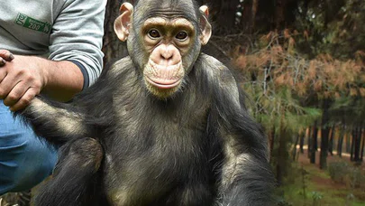Şempanze Can'a 'Özel Aile Terapisi'
