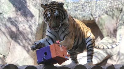 Türkiye'nin yavru aslan ve kaplanları Afrika yolcusu