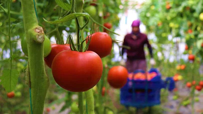 Dayanıklılığı ve lezzetiyle öne çıkan Söğüt domatesine talep artıyor