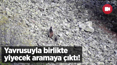 Yavrusuyla Birlikte Yiyecek Aramaya Çıktı!