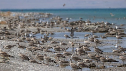 Besin azlığı ve aşırı sıcaklar nedeniyle Van Gölü havzasında martı ölümleri arttı
