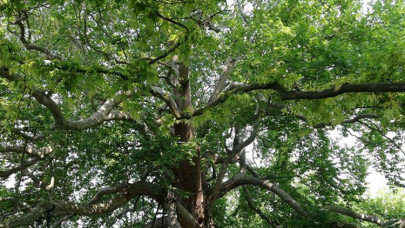 Kültürel miras anıt ağaçların korunması çalışmaları devam ediyor