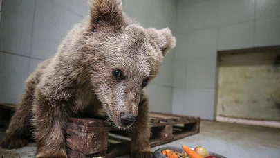 Ayı barınağının sevimli yavrusu 'Turkuaz'ın gözleri özel bakımla açılacak