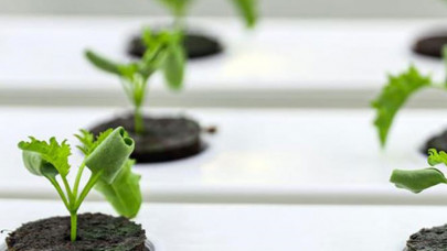 Dikey tarım yüksek su tasarrufu ve minimum karbon salımı sağlıyor