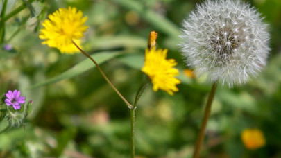 Küresel ısınma polen mevsimini uzatarak alerjiyle geçen günleri artırıyor