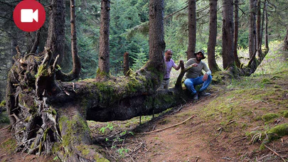 Bu Gövdede 18 Ağaç Var