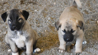 Kangal köpeği merkezinde damızlık ve yavru hedefine ulaşıldı