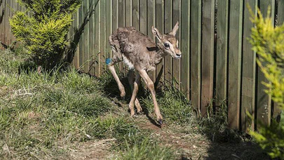 Yaralı Gazella Gazella Ceylanı Koruma Altında