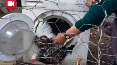 Çamaşır Makinesinden Kümes