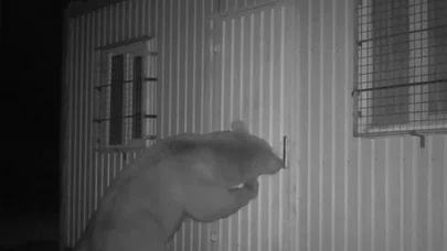 Balın kokusunu aldılar: Kapıyı açmak için köşe kapmaca oynadılar