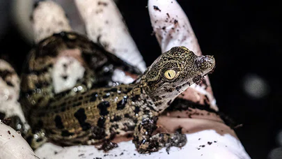 Nil timsahları yumurtalarından çıktı