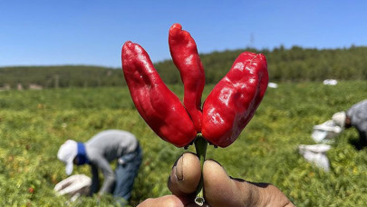Gaziantep ve Kahramanmaraş arasında tescilli "acı biber" rekabeti yaşanıyor
