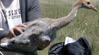 Nesli tehlike altındaki Anadolu dağ turnalarına uydu takibi