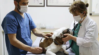 Kök hücre can dostların tedavisinde de umut oluyor