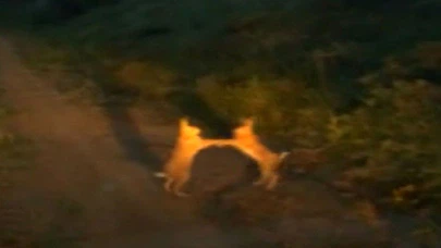 Bak Şu Yaramazlara!...