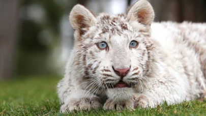 İstanbul'da villada ele geçirilen, doğada nadir bulunan 'beyaz kaplan' Gaziantep'