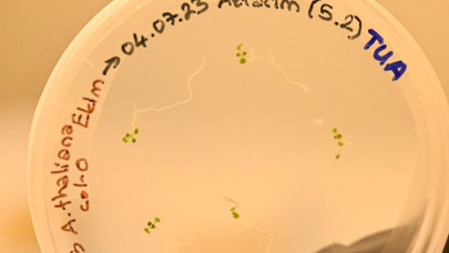 Türk bilim insanları uzayda bitki yetiştirecek