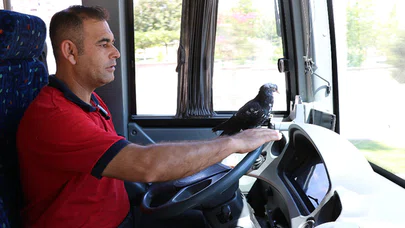 Bu Halk Otobüsünün Muavini Güvercin