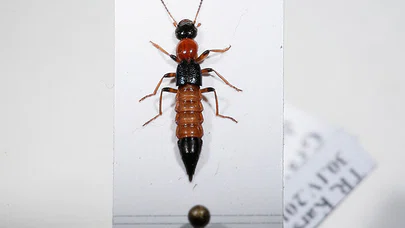 Bu Böcek Kansere Çare Olabilir!