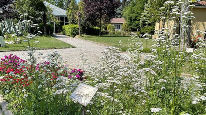 İstanbul'un merkezindeki doğal şifa kaynağı: Tıbbi bitkiler bahçesi