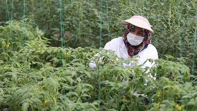 Türkiye'nin yerli ve milli sebze tohumları kadınlara emanet