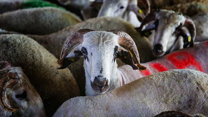 Vekaleten kurban kesim bedeli açıklandı