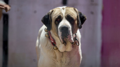 Çoban köpeği Aksaray malaklısı özenle yetiştiriliyor