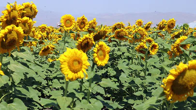 Devlet desteğiyle üretimi 5 kat artan 'sarı gelin' çiftçiye kazanç Ağrı'ya güzellik getirdi